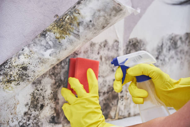 Mold Remediation for Vacation Homes in Marist College, NY